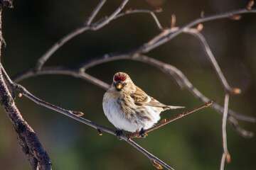 bird on the branch