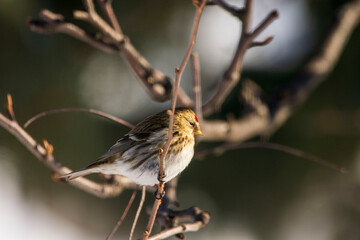 bird on the branch