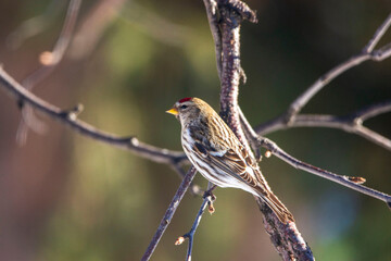 bird on the branch
