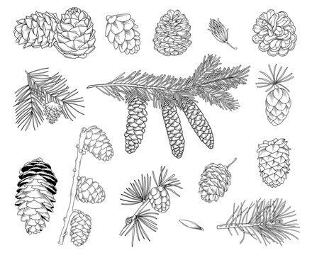 Botanical line drawing, hand drawn line art fir cones, pine cones, spruce and pine branches, nature elements vector illustration