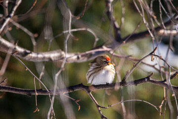 bird on the branch