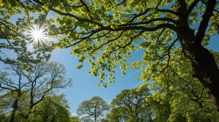 Obraz premium Sun shining through lush green trees in a tranquil forest area