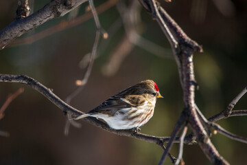 bird on the branch