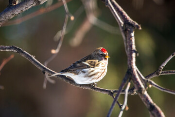 bird on the branch