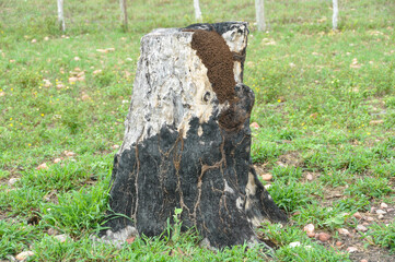 Burnt tree stump in lush green grass meadow under rural blue sky.