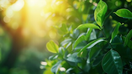 Obraz premium Nature of green leaf in garden at summer under sunlight Natural green leaves plants using as spring background environment ecology or greenery wallpaper : Generative AI