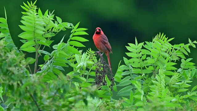 Male cardinal bird sitting and flying away from bush