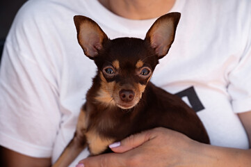 adult woman holding a small chihuahua puppy in her arms, close up