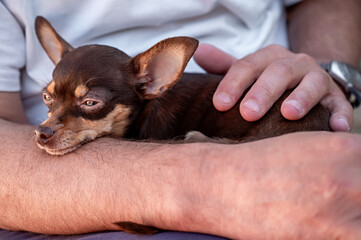 Chihuahua puppy in the hands of a man. Small dog.