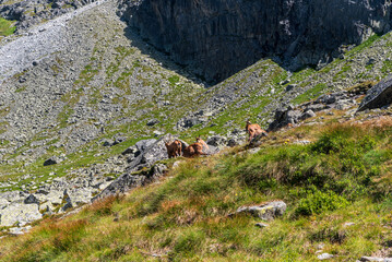 Chamois in Zdna Javorova dolina valley in High Tatras mountains in Slovakia © honza28683