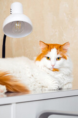 domestic cat lies on the desk, close-up. impudent cat. vertical photo