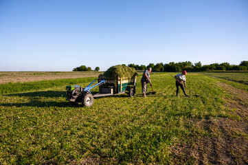 farmers collect hay from the field and load it into a mini tractor