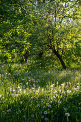 Fototapeta premium summer meadow with dandelions and green grass in sunlight