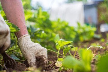 Weeding beds with agricultura plants growing in the garden. Weed control in the garden. Cultivated land close-up. Agricultural work on the plantation