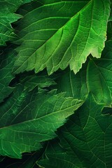 Detailed view of green leaf veins with subtle contrasting color, ideal for text overlay