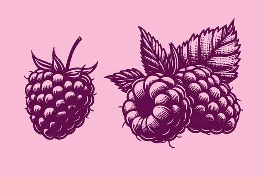 Raspberries. Berry set. Hand drawn engraving vector illustration sketch. Icon, print, emblem. Isolated objects, cut out