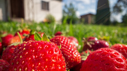 Close up view of strawberry harvest lying on green grass in garden. The concept of healthy food, vitamins, agriculture, market, strawberry sale