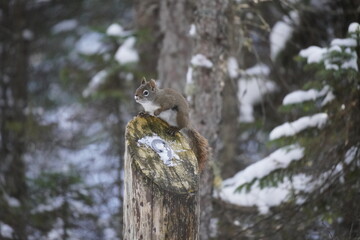 Squirrel in the snow