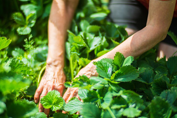 Farmer's hands close-up harvest crop of strawberry in the garden. Plantation work. Harvest and healthy organic food concept