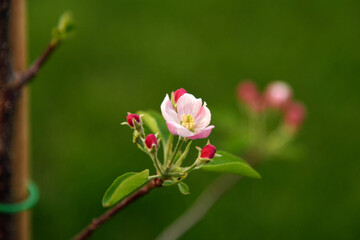 Obraz premium Spring time, flower of a apple close-up