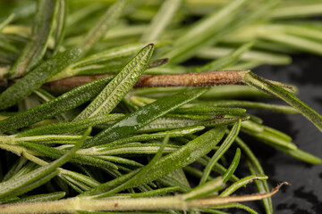 green fresh rosemary is a spice in cooking