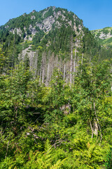 Partly rocky hill covered by forest above Javorova dolina valley in High Tatras mountains in Slovakia © honza28683