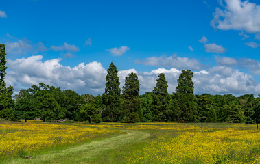 Lovely meadow views full of wild flowers 