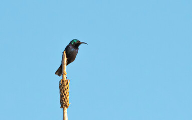 bird flying high on the wind.