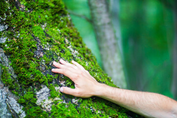 A man's hand touch the tree trunk close-up. Bark wood.Caring for the environment. The ecology concept of saving the world and love nature by human
