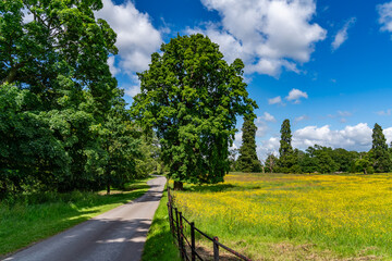 Obraz premium Lovely meadow views full of wild flowers 