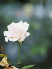 pink color flower blooming in garden blurred of nature background, copy space concept for write text design in front background for banner, card, wallpaper, webpage, greeting card Valentine Day