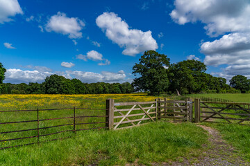 Lovely meadow views full of wild flowers 