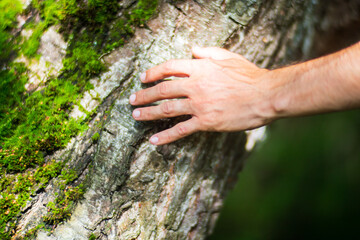 A man's hand touch the tree trunk close-up. Bark wood.Caring for the environment. The ecology concept of saving the world and love nature by human