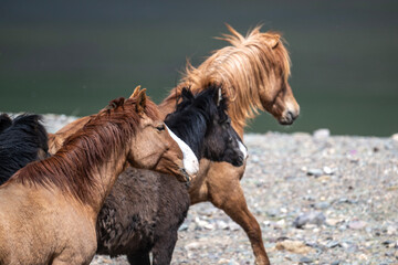 Obraz premium horses on a wild grazing against a backdrop of wild nature close-up on a sunny summer day in Altai