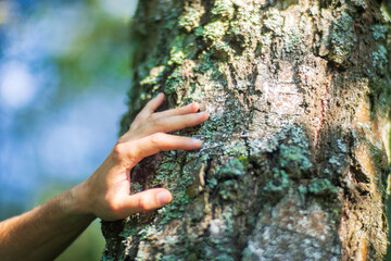 A man's hand touch the tree trunk close-up. Bark wood.Caring for the environment. The ecology concept of saving the world and love nature by human