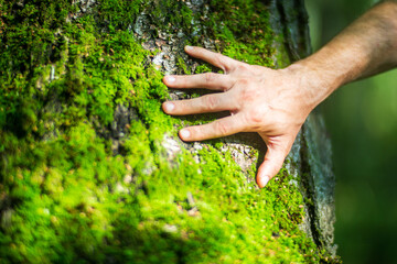 A man's hand touch the tree trunk close-up. Bark wood.Caring for the environment. The ecology concept of saving the world and love nature by human