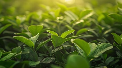 Obraz premium Nature of green leaf in garden at summer Natural green leaves plants using as spring background cover page greenery environment ecology wallpaper : Generative AI