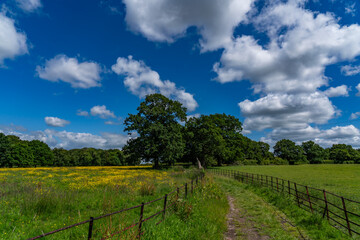 Fototapeta premium Lovely meadow views full of wild flowers 