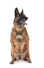 malinois in studio