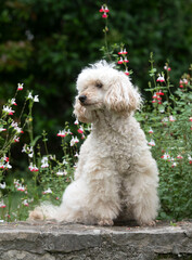 poodle in nature