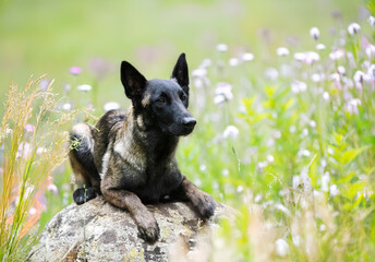 Naklejka premium belgian shepherd in nature