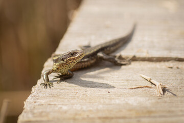 Podarcis muralis, common lizard basking in the sun