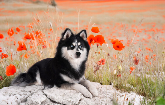 Pomsky in studio