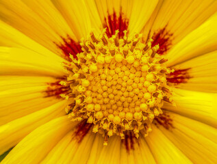 Largeflower tickseed flower up close