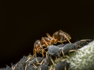 Colony of aphids and brown ant