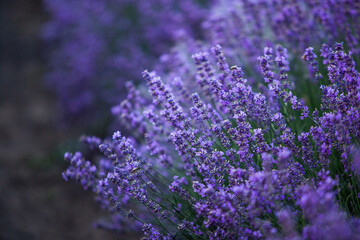 Flowers in the lavender fields in the Provence mountains. Panoramic landscape with blooming lavender. Violet background.