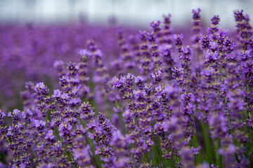 Naklejka premium Flowers in the lavender fields in the Provence mountains. Panoramic landscape with blooming lavender. Violet background.