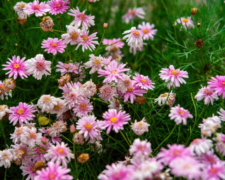 Pink daises blooming in the garden.