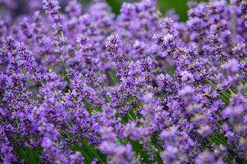 Obraz premium Field of lavender in the sunset light. Background with golden light. Purple lavender.