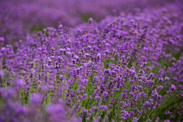 Naklejka premium Field of lavender in the sunset light. Background with golden light. Purple lavender.